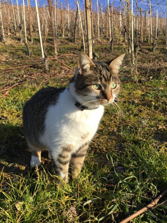 Appartamento Nelle Langhe Новелло Экстерьер фото